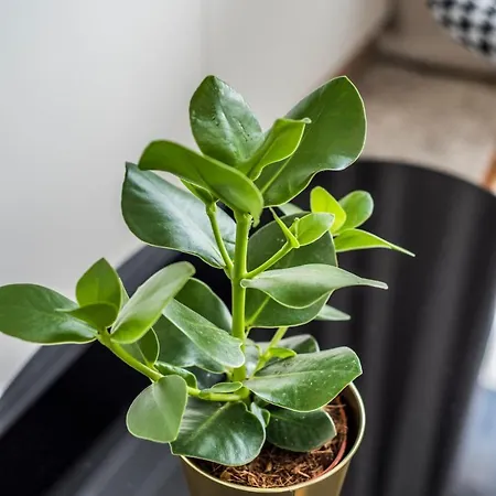 Dominikanska 9 Bed & Breakfast Poznań