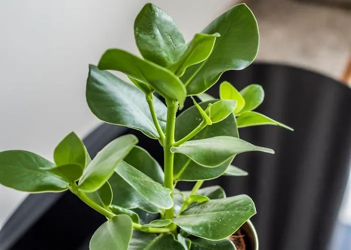 Dominikanska 9 Couette-café Poznań